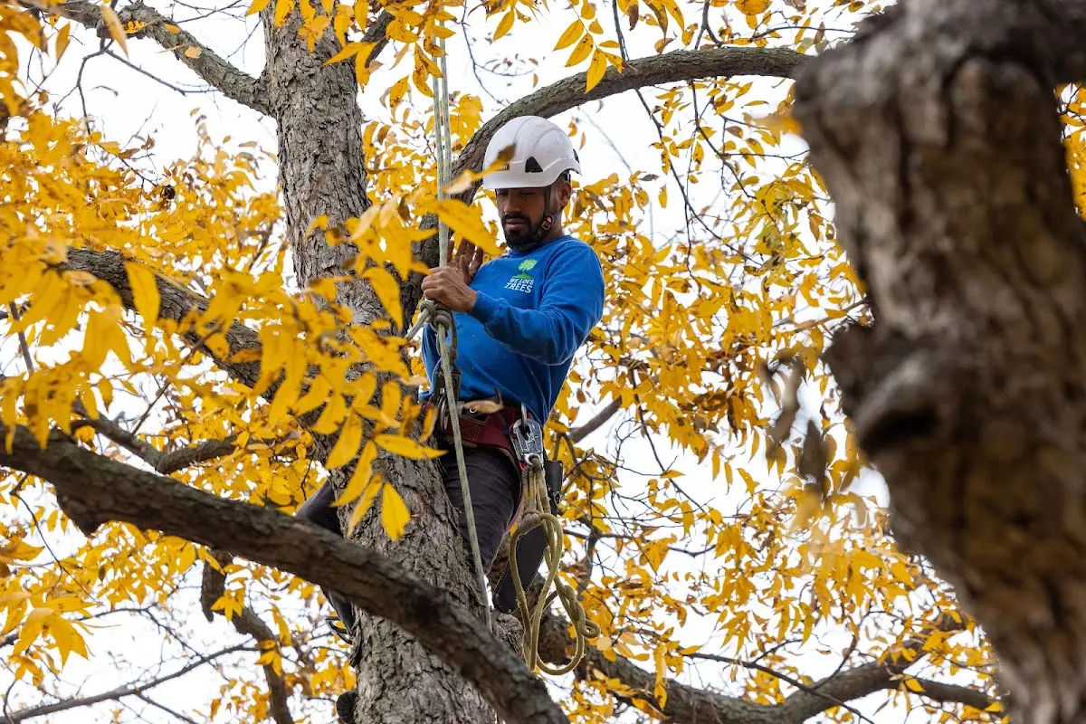 Skilled Tree Pruning crew working in Orient